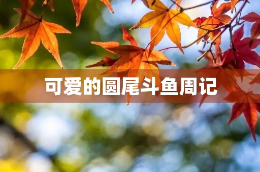 可爱的圆尾斗鱼周记 可爱的圆尾斗鱼周记