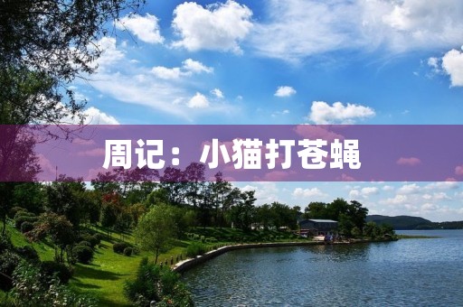 周记:小猫打苍蝇 周记:小猫打苍蝇