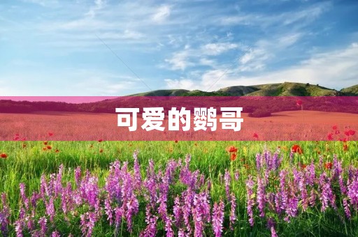 可爱的鹦哥 可爱的鹦哥