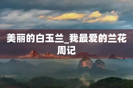 美丽的白玉兰_我最爱的兰花周记 美丽的白玉兰_我最爱的兰花周记