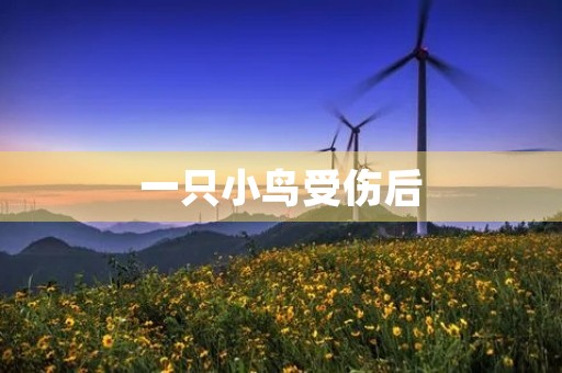 一只小鸟受伤后