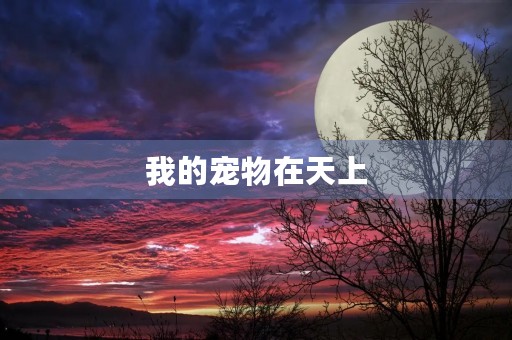我的宠物在天上