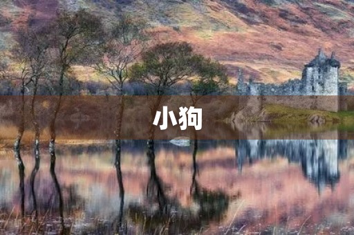 小狗 小狗