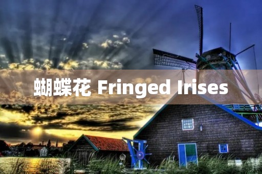 蝴蝶花 Fringed Irises