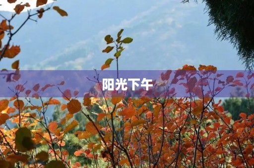 阳光下午
