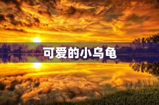 可爱的小乌龟