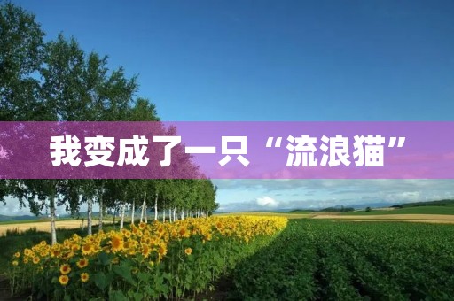 我变成了一只“流浪猫” 我变成了一只“流浪猫”