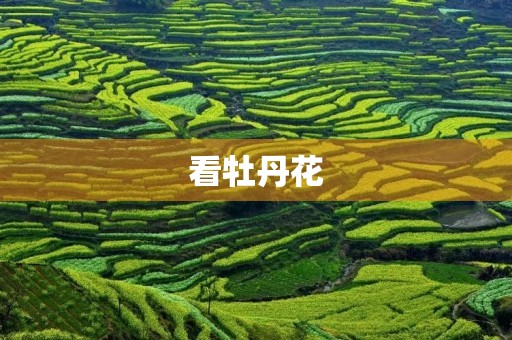 看牡丹花 看牡丹花