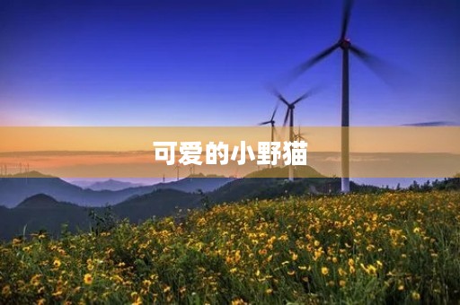 可爱的小野猫