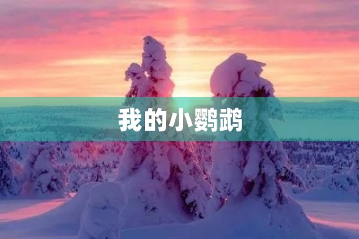 我的小鹦鹉 我的小鹦鹉