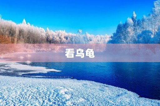 看乌龟 看乌龟