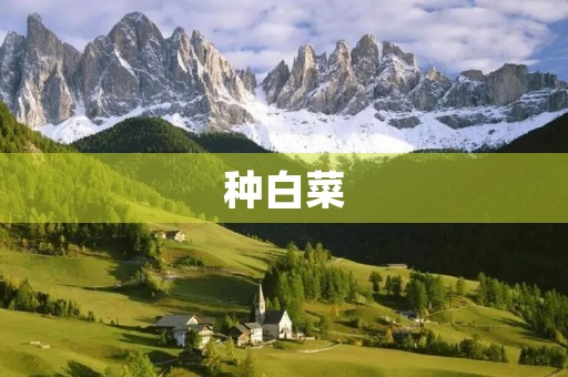 种白菜