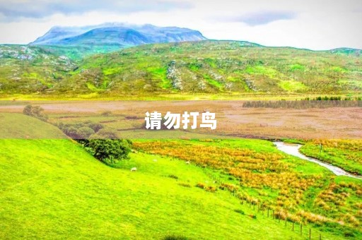 请勿打鸟