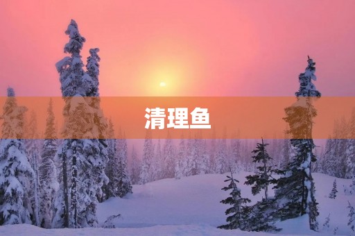 清理鱼 清理鱼