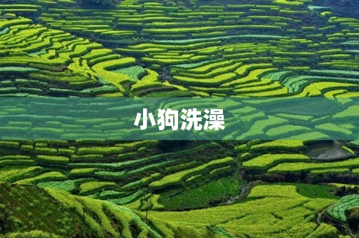 小狗洗澡