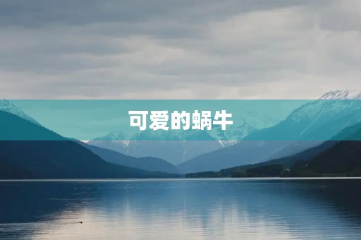 可爱的蜗牛 可爱的蜗牛