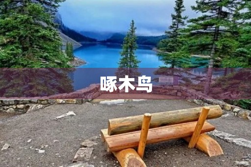啄木鸟 啄木鸟