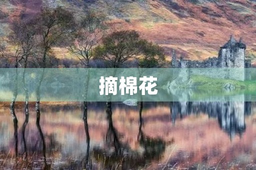 摘棉花 摘棉花