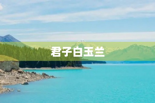 君子白玉兰 君子白玉兰