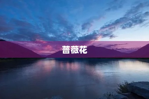 蔷薇花 蔷薇花