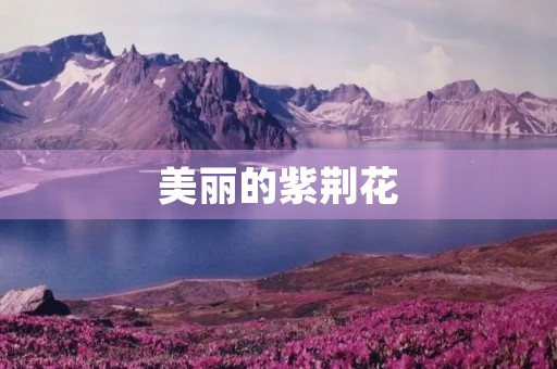 美丽的紫荆花 美丽的紫荆花