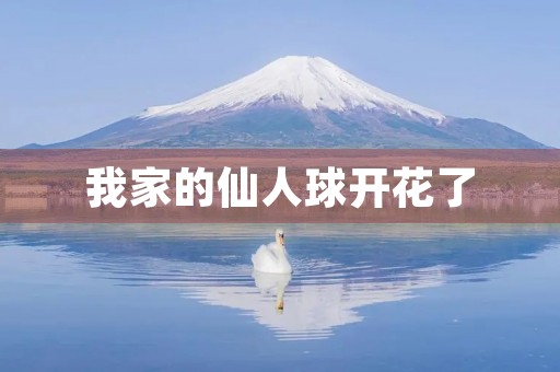 我家的仙人球开花了