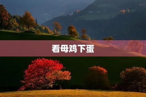 看母鸡下蛋 看母鸡下蛋