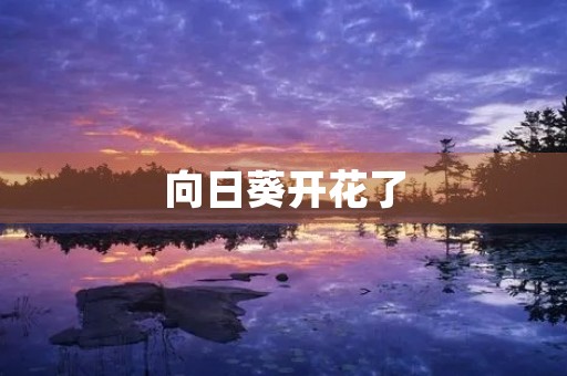 向日葵开花了 向日葵开花了