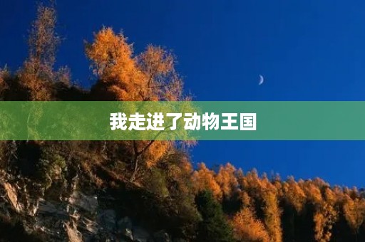 我走进了动物王国
