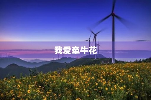 我爱牵牛花 我爱牵牛花