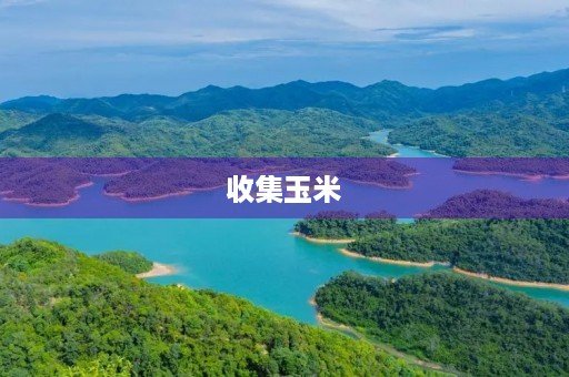 收集玉米 收集玉米