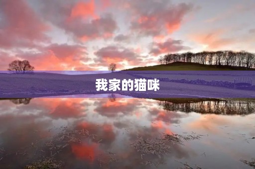 我家的猫咪 我家的猫咪