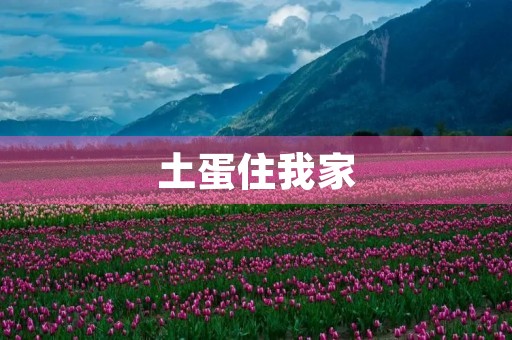土蛋住我家
