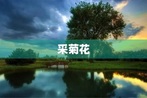 采菊花 采菊花