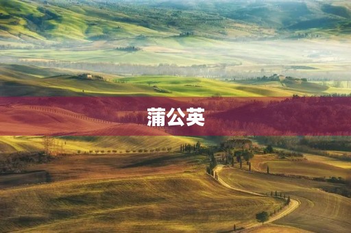 蒲公英 蒲公英