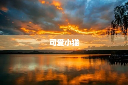 可爱小猫
