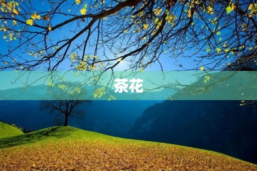 茶花 茶花
