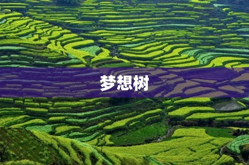 梦想树 梦想树