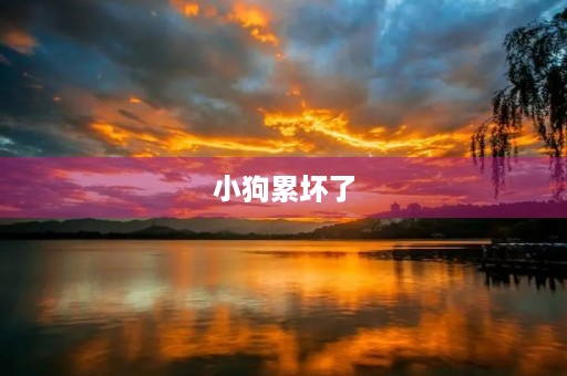 小狗累坏了 小狗累坏了