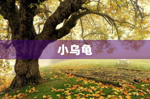 小乌龟 小乌龟
