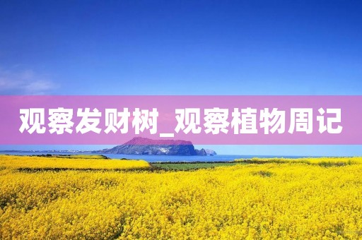 观察发财树_观察植物周记 观察发财树_观察植物周记