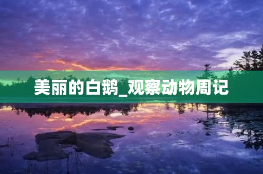 美丽的白鹅_观察动物周记 美丽的白鹅_观察动物周记