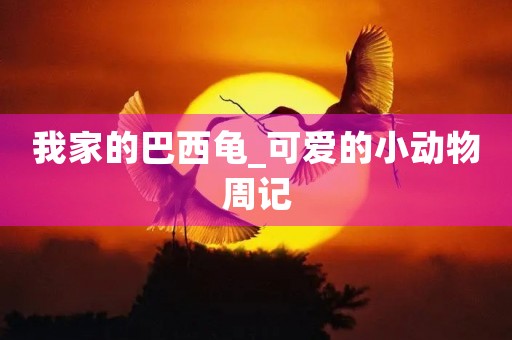 我家的巴西龟_可爱的小动物周记 我家的巴西龟_可爱的小动物周记