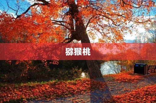 猕猴桃 猕猴桃