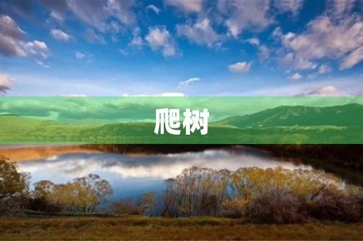 爬树 爬树
