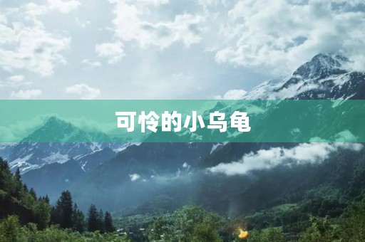 可怜的小乌龟 可怜的小乌龟