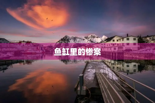 鱼缸里的惨案 鱼缸里的惨案