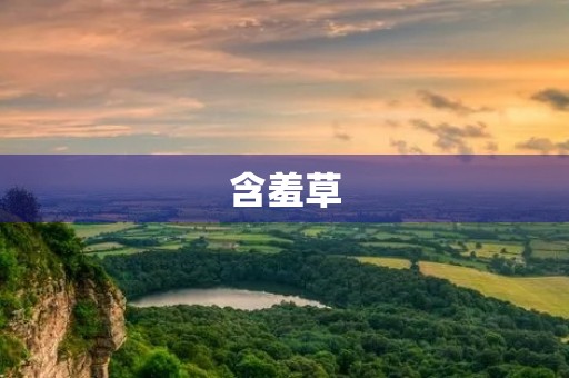 含羞草 含羞草