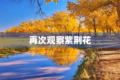 再次观察紫荆花 再次观察紫荆花