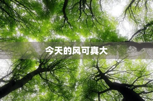 今天的风可真大 今天的风可真大